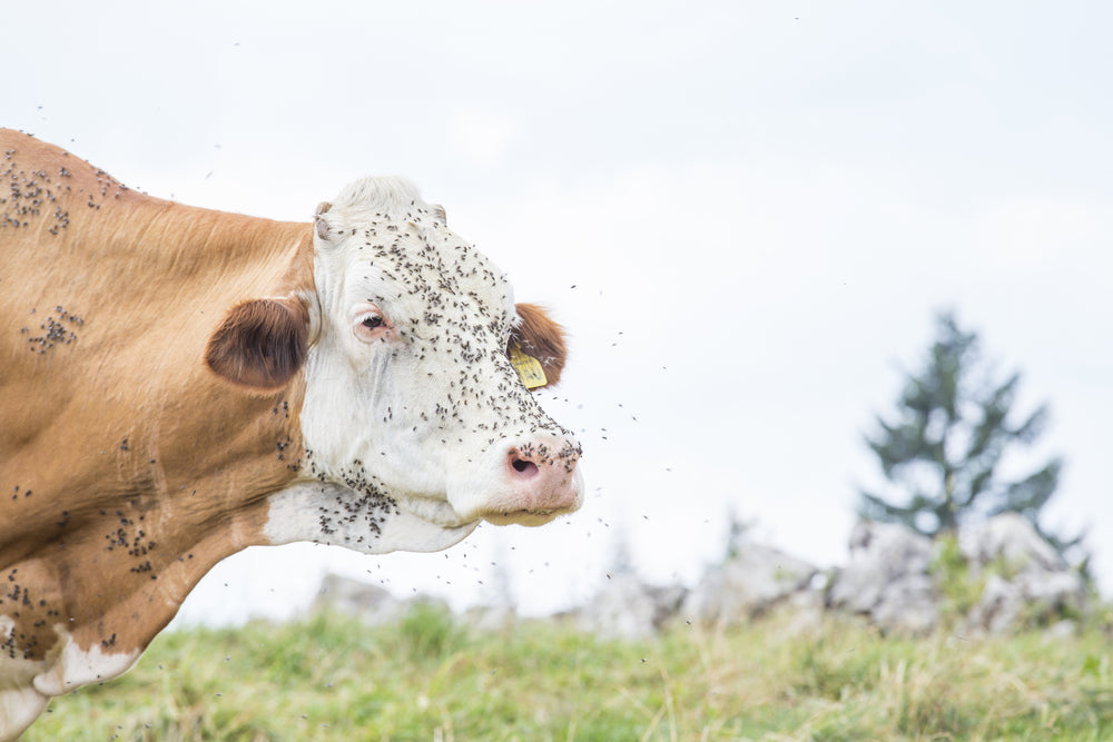 Learn How to Keep Flies Off Cows Champion Animal Health