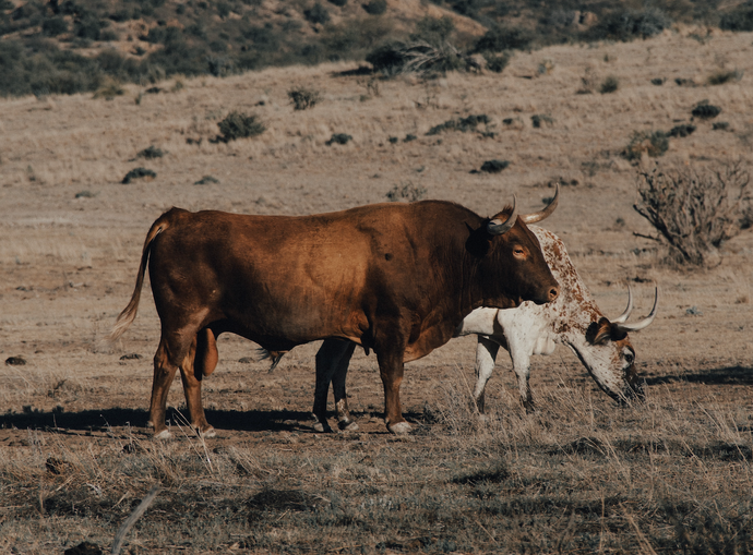 Diseases that Can Affect Cattle