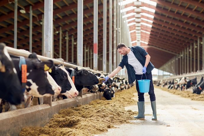 4 Factors to Consider When Feeding Livestock