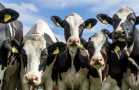 A closeup of Holstein cattle.