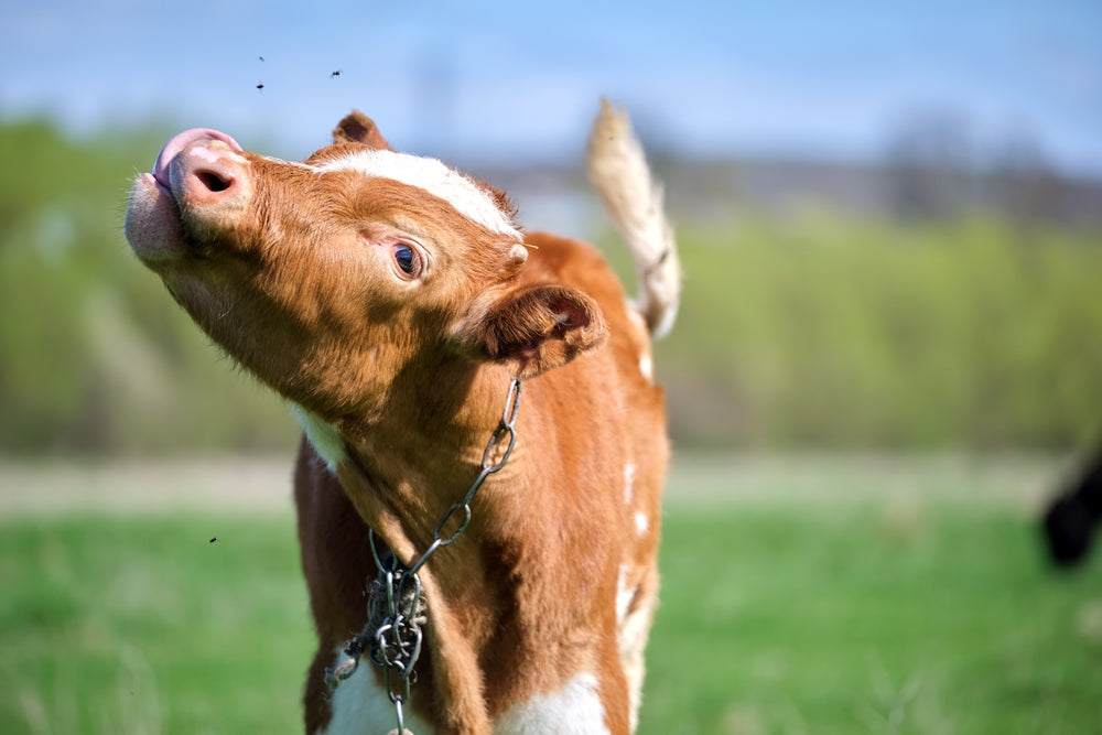 A cow shakes flies away while on a green field.