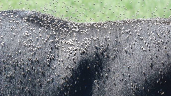 Understanding the Effects of Flies on Cattle Production