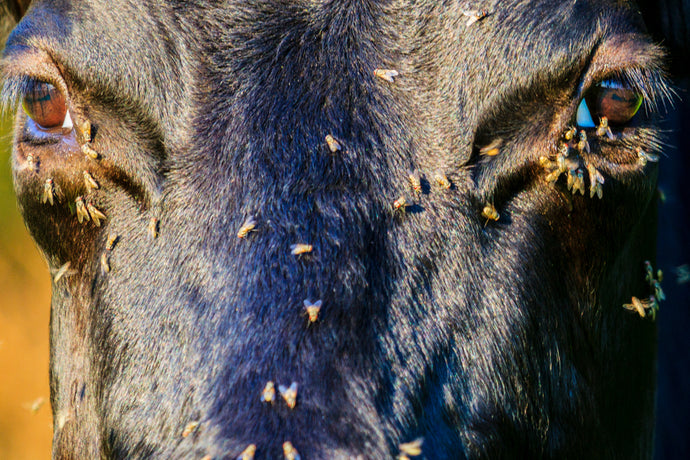 The Best Feed-Through Fly Control for Cattle