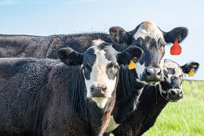 How Flies Can Affect Cows of Different Ages