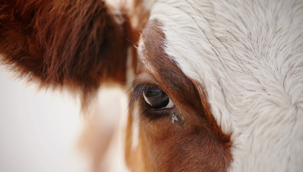 4 Essential Steps For Fly Control In Cattle