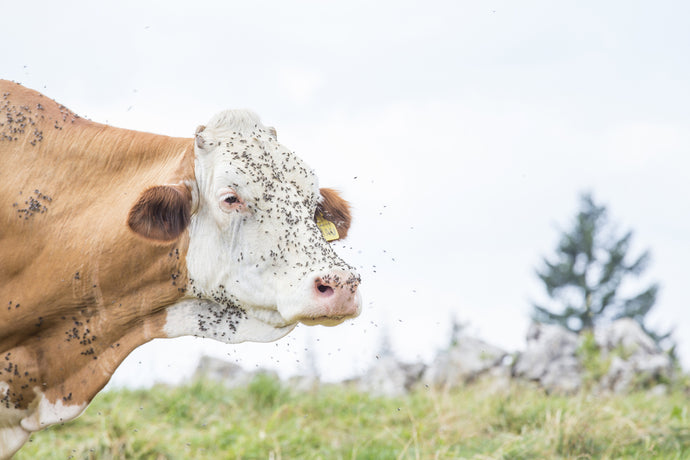 Do Cows Get Annoyed by Flies? Learn How to Keep Flies Off Cows