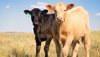 3 Tips to Set Your Calves Up for Success During Weaning