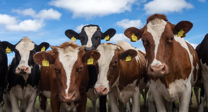 All You Need to Know About Cattle Manure Management