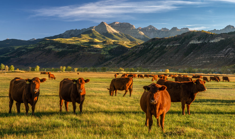 Cattle on a green field in Colorado.